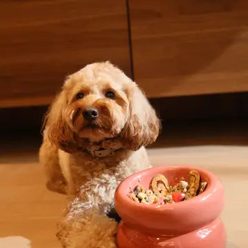 Soufflé Pet Bowl