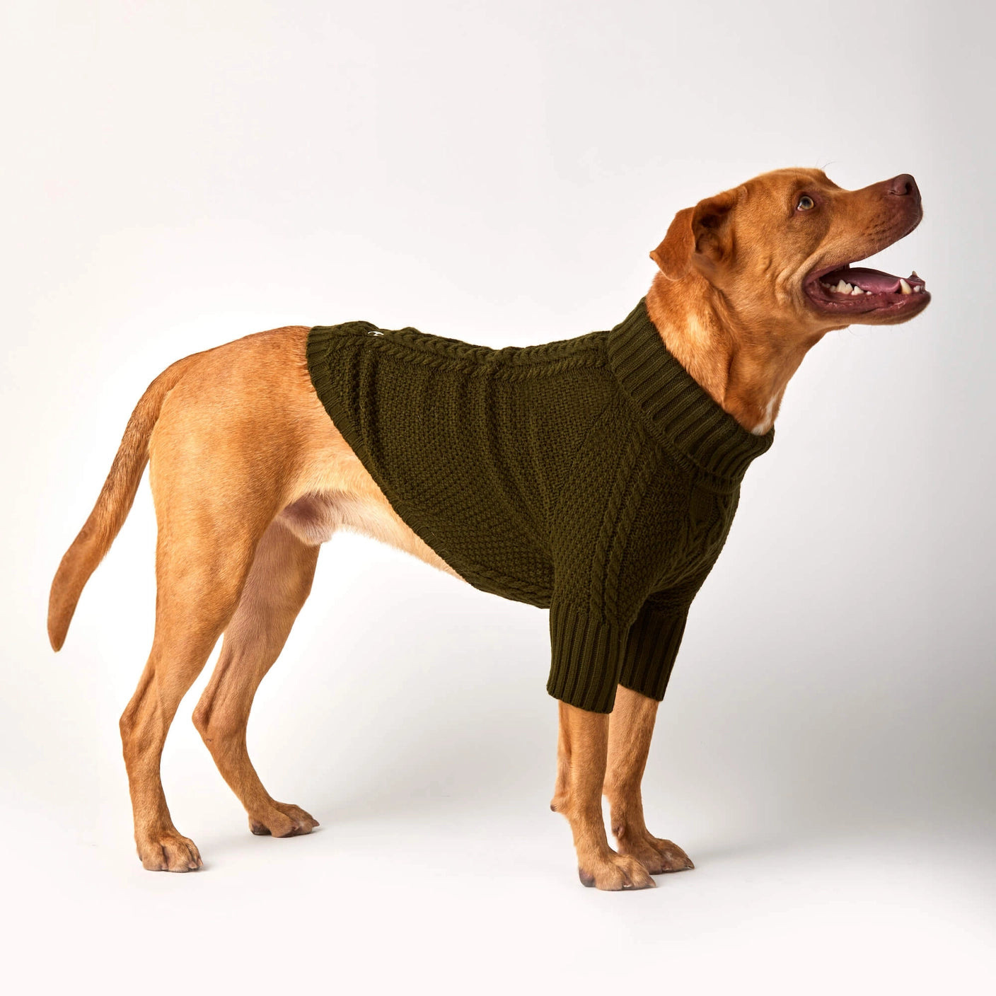 THE FOGGY DOG - Olive Cable Knit Dog Sweater