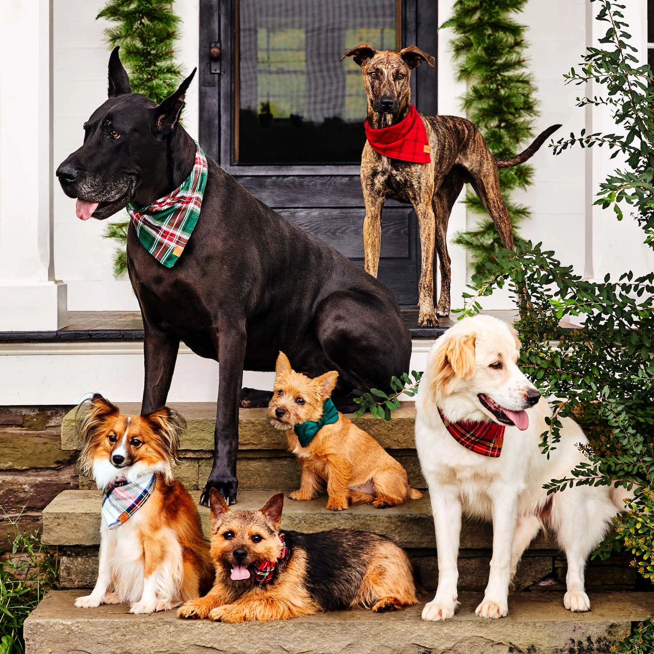 THE FOGGY DOG - Forest Green Velvet Holiday Dog Bow Tie