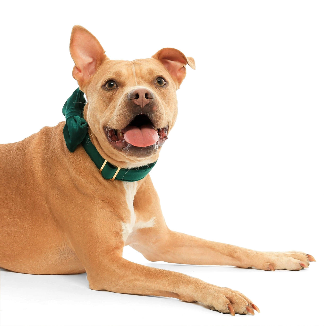 THE FOGGY DOG - Forest Green Velvet Holiday Dog Bow Tie