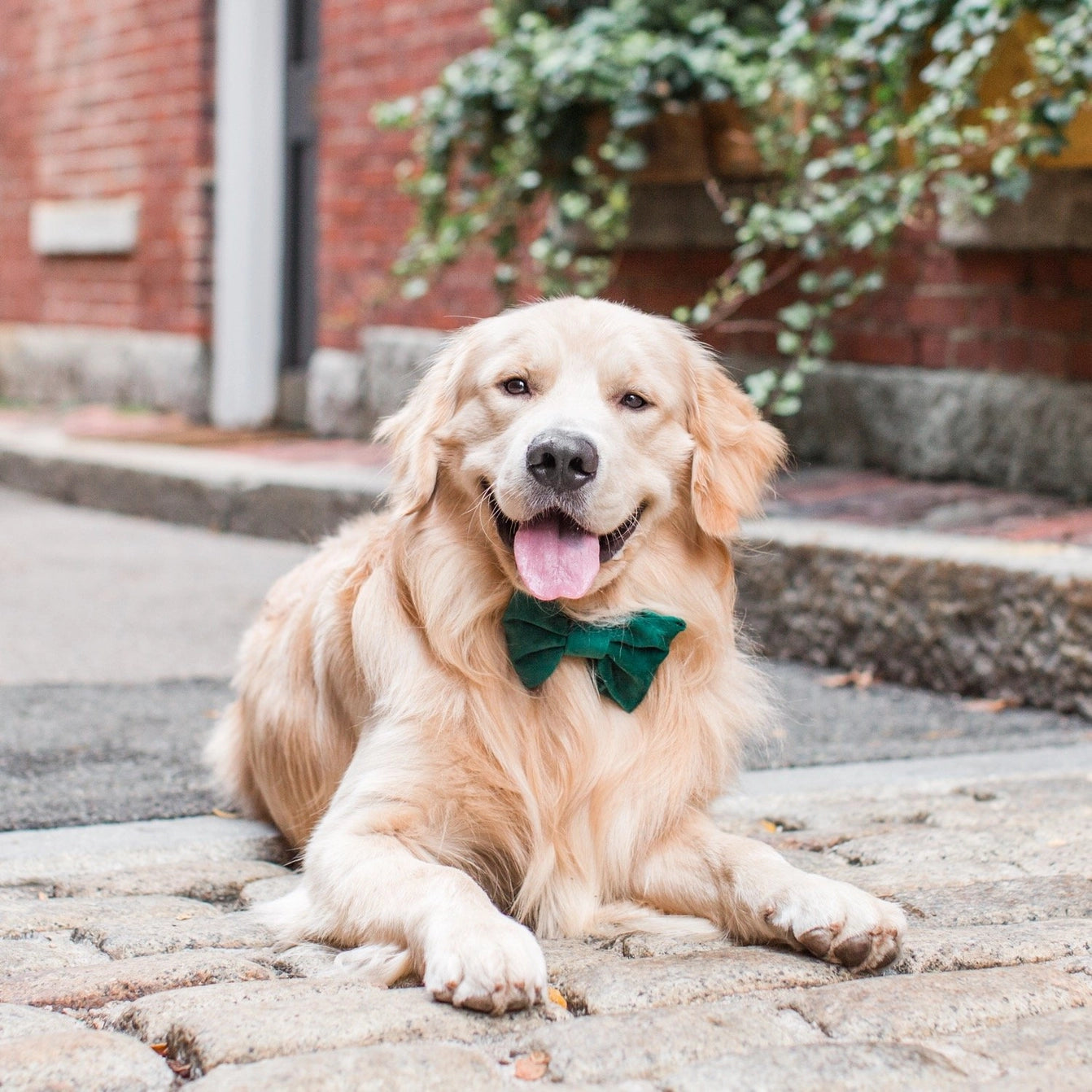 THE FOGGY DOG - Forest Green Velvet Holiday Dog Bow Tie