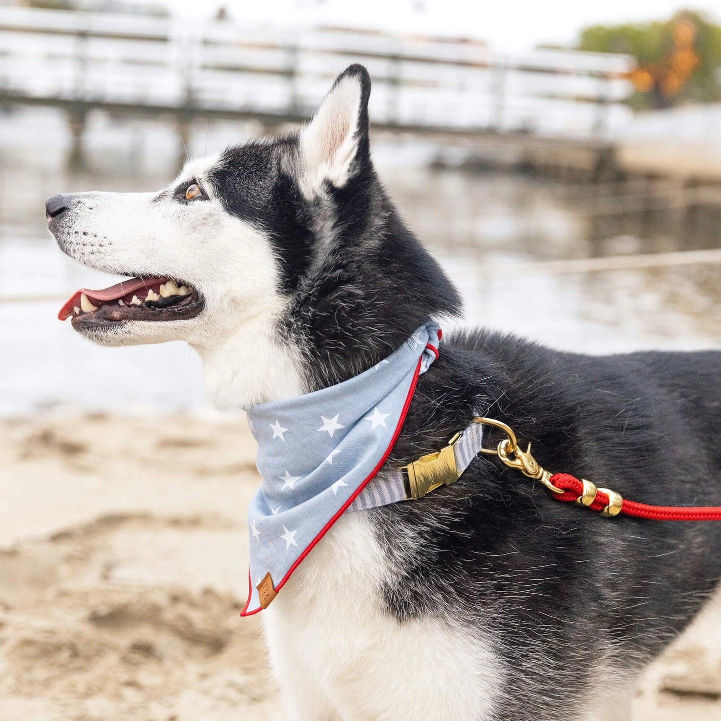 THE FOGGY DOG - Liberty 4th of July Bandana