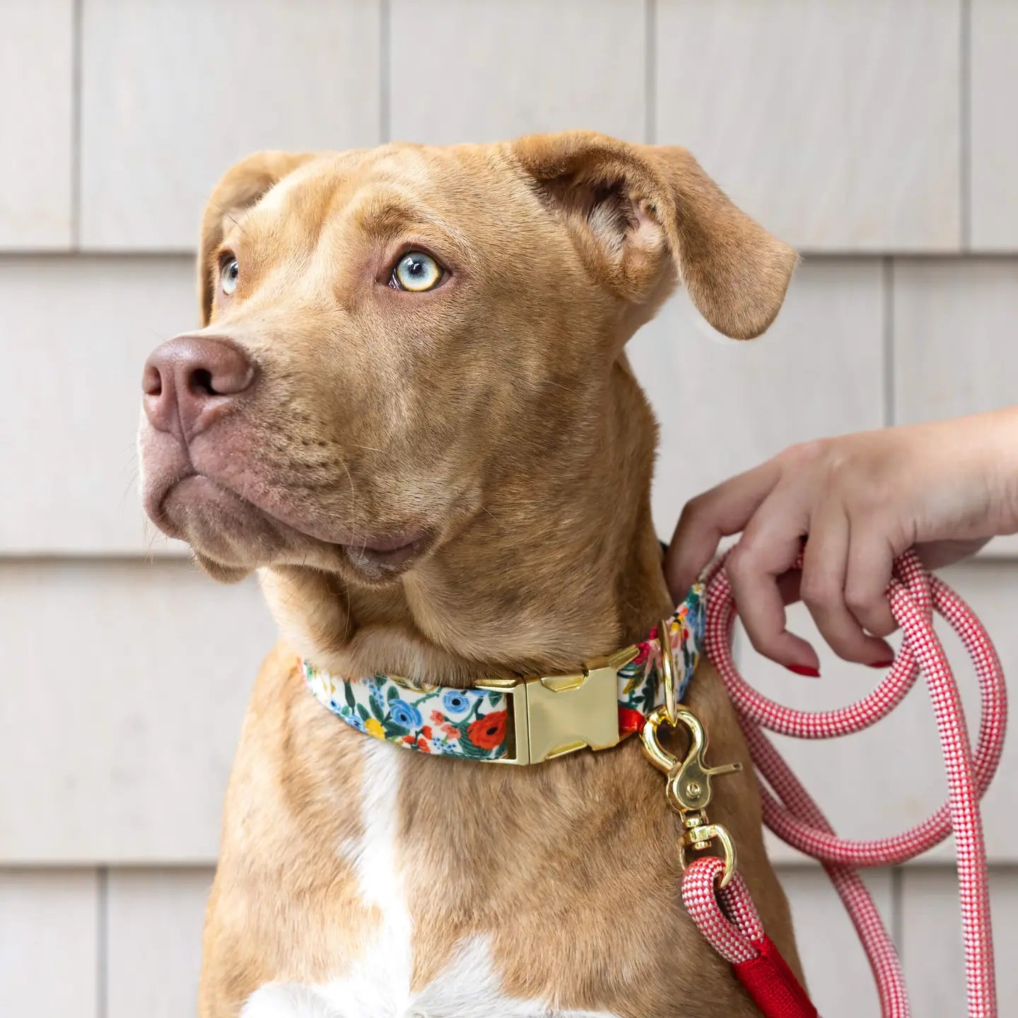 THE FOGGY DOG - Strawberry Climbing Rope Leash