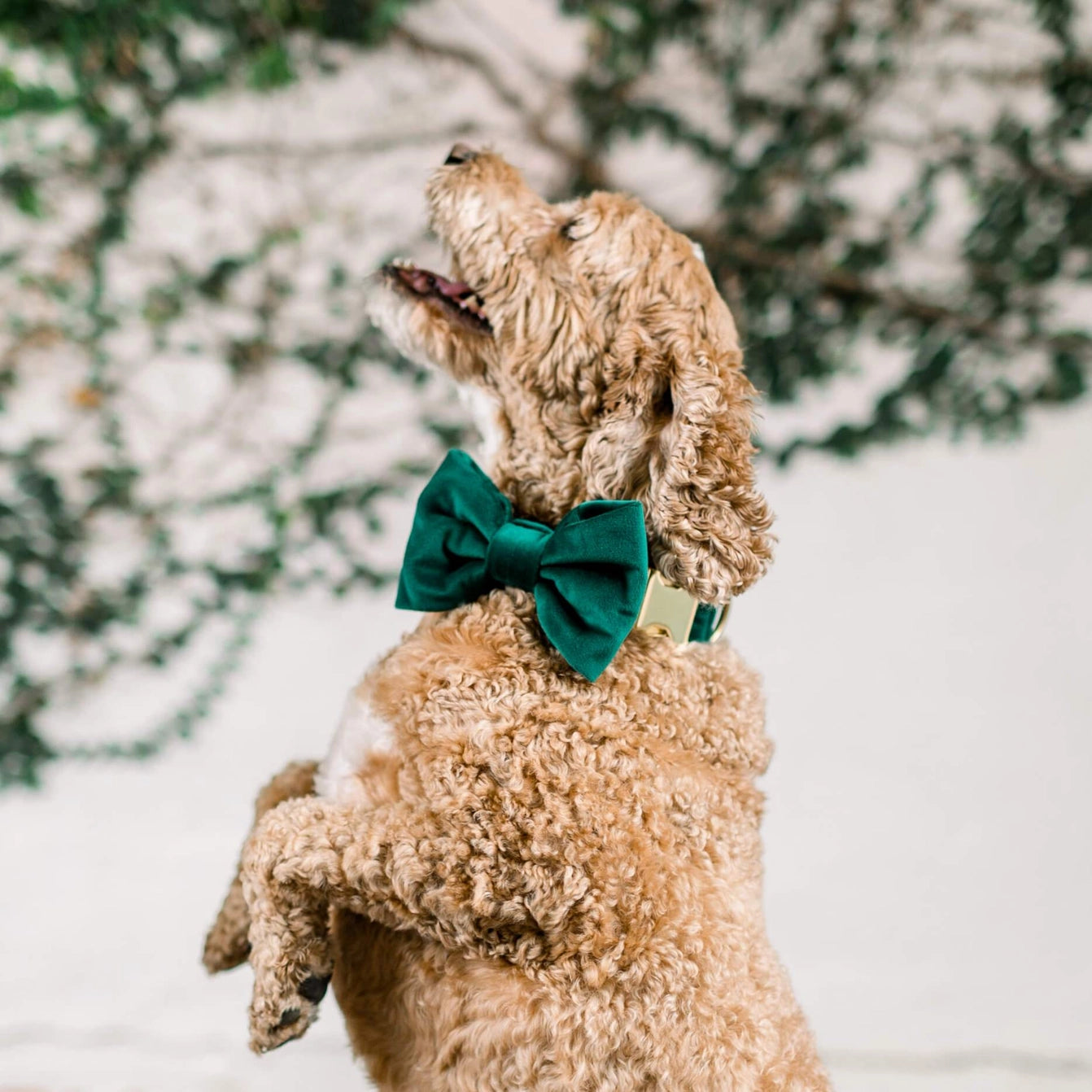 THE FOGGY DOG - Forest Green Velvet Holiday Dog Bow Tie