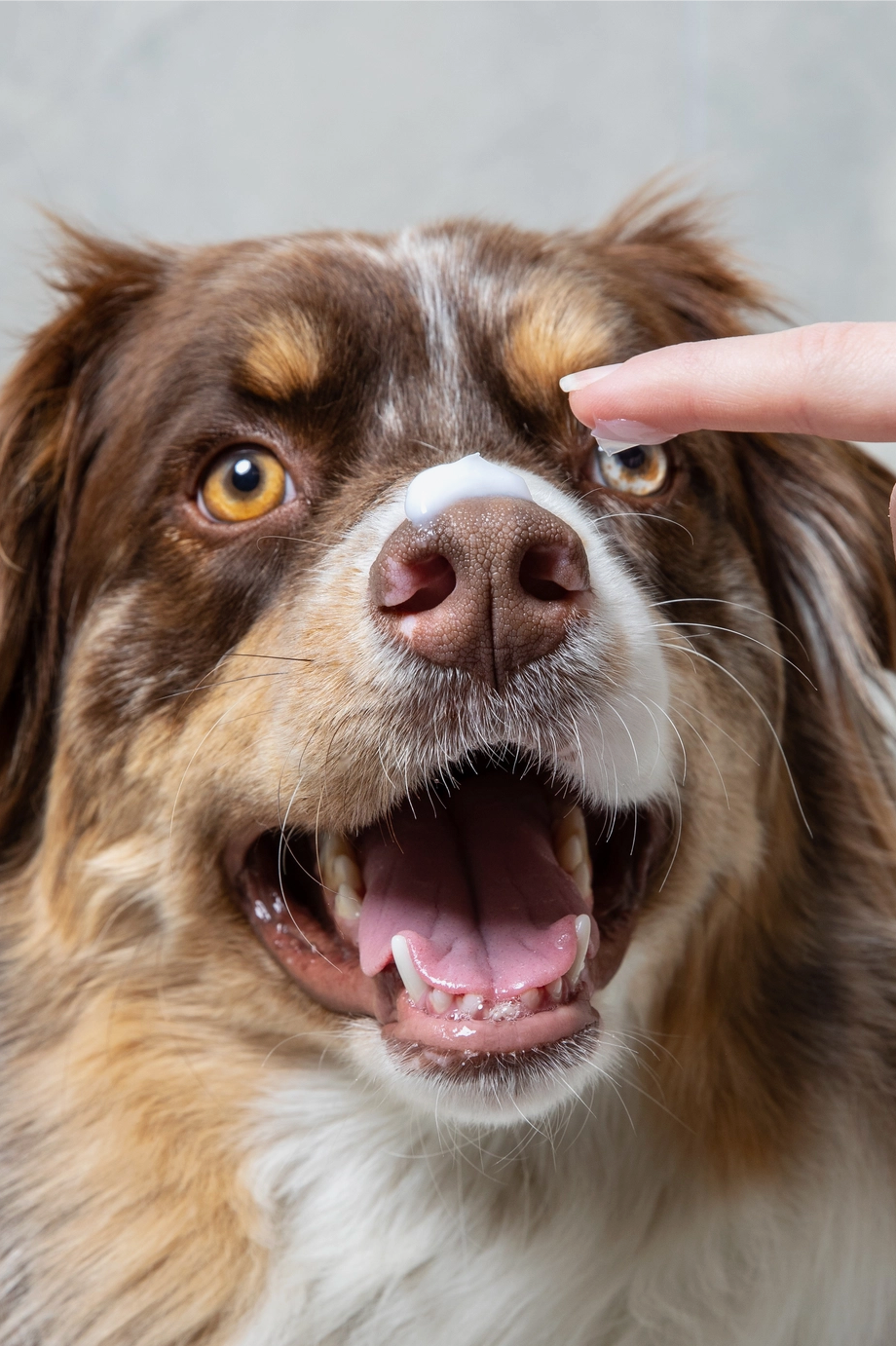 Soothing Cream For Dry Paws & Noses