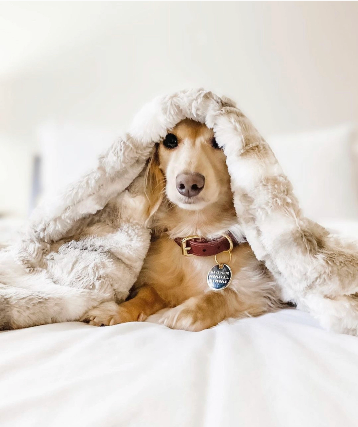 Dog Blanket in Aspen Mink