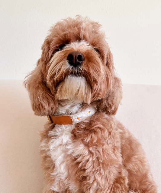 FLOWERS - Collar & Leash Set in Beige