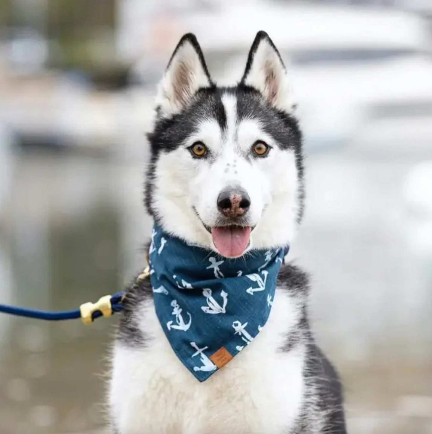 THE FOGGY DOG - Down By The Sea Bandana