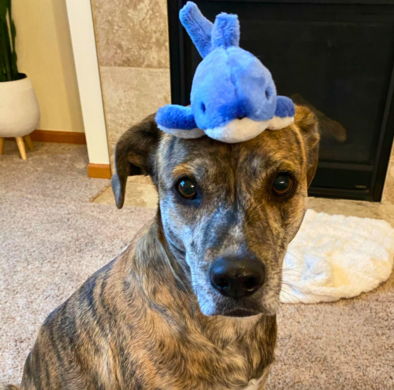 FLUFF & TUFF - Baby Bruce the Shark