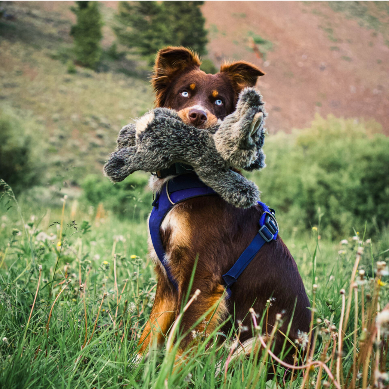 FLUFF & TUFF - Walter the Wabbit