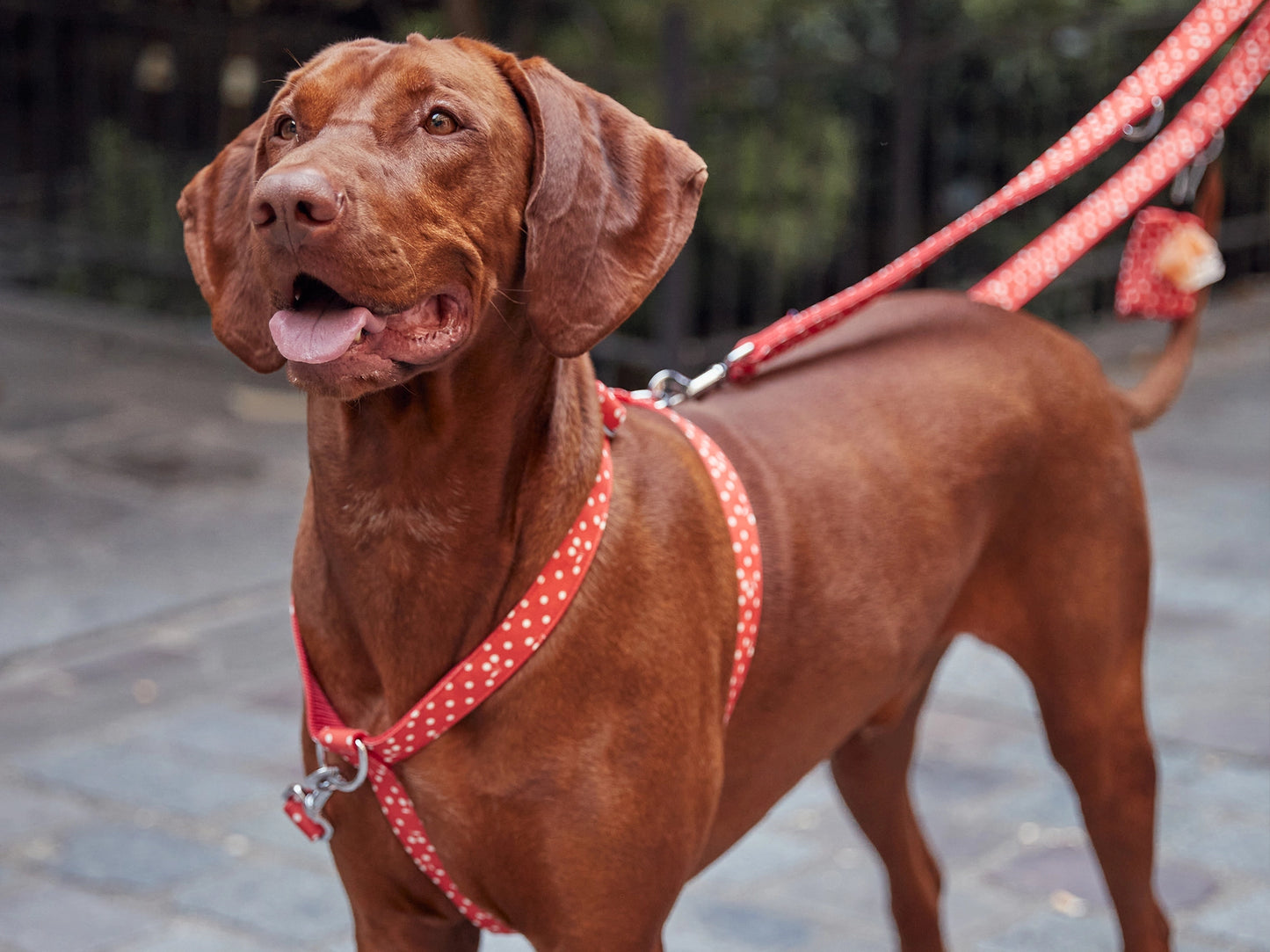 Bonpoint x Bandit Leash in Red