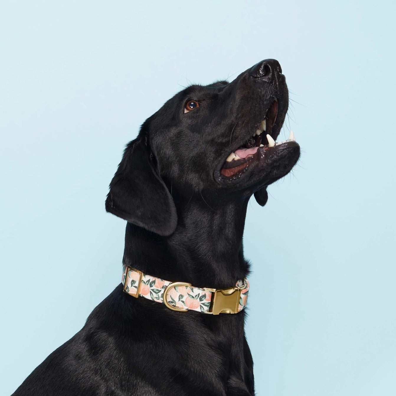 THE FOGGY DOG - Peaches and Cream Dog Collar