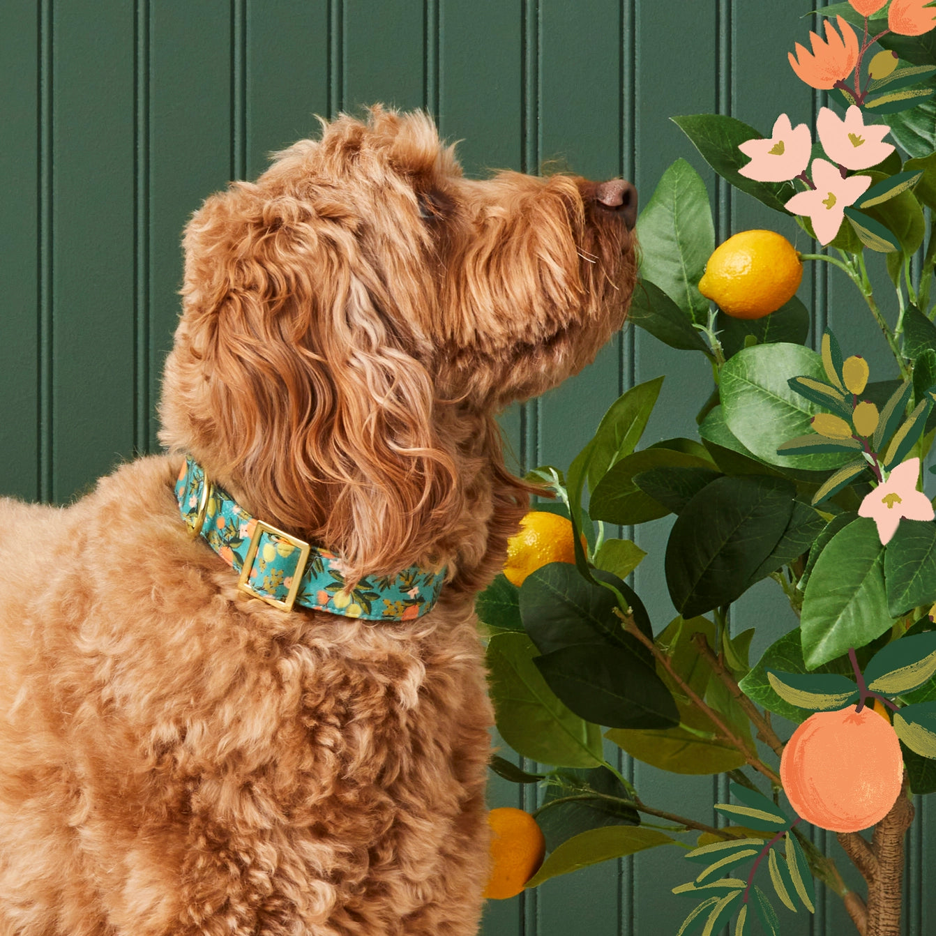 THE FOGGY DOG - Rifle Paper Co. X Tfd Citrus Floral Dog Collar